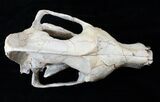 Hyaenodon Skull - White River Formation #15788-4